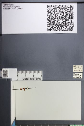Media type: image;   Entomology 534673